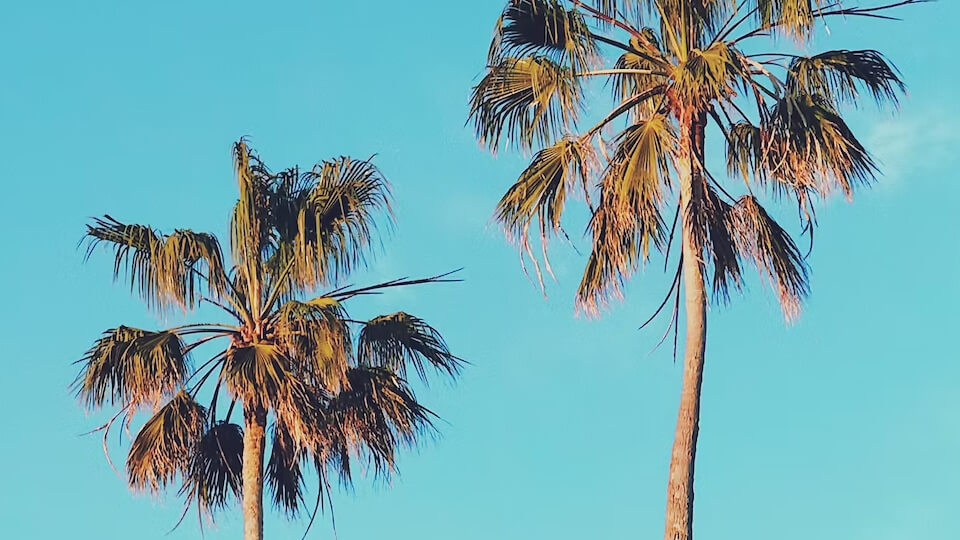 two palm trees